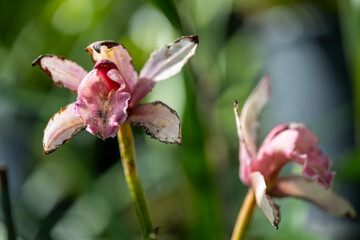 Orchideen mit Blüte