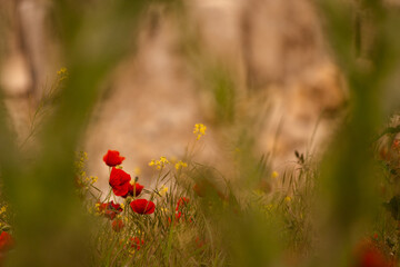 red poppy flower in the field