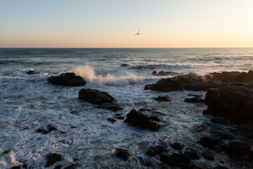seascape with the flying seagull after sunrise