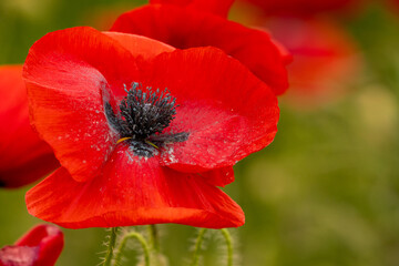 Macro red poppy flower