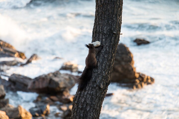 View of the squirrel climbing the tree at the seaside