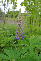 Obraz premium natural green background and purple flower, lupins in the grass.