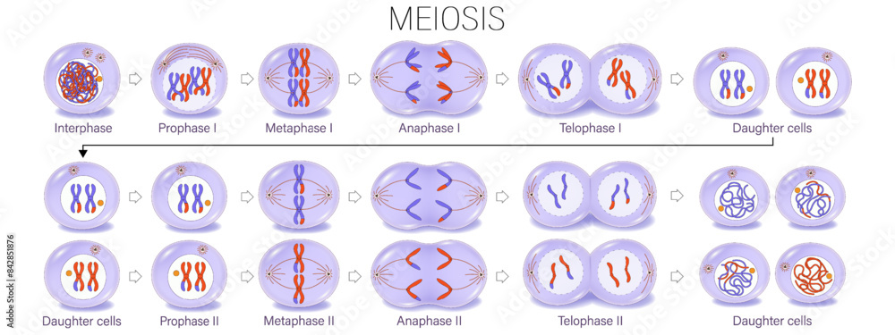 Wall mural diagram of meiosis vector. meiosis i and meiosis ii. crossing over. prophase, metaphase, anaphase, a