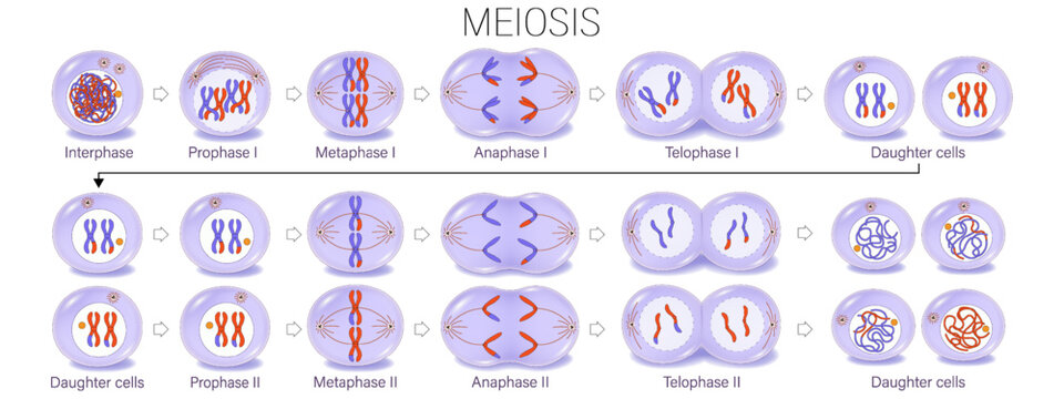Diagram of Meiosis vector. Meiosis I and Meiosis II. Crossing over. Prophase, Metaphase, Anaphase, and Telophase. Cell division for education use.