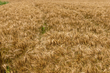 収穫間近の麦畑