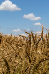 青空と収穫間近の小麦畑