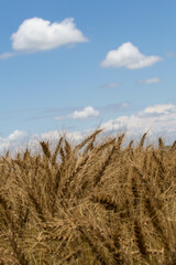 青空と収穫間近の小麦畑