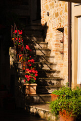 Red flowers (geranium) on the stairways in Tuscany