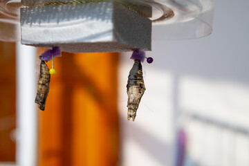 Butterfly coccon in pressent box for kids stem.