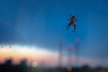 Araneus (European garden spider) sits on a web on a window glass with a evening blue sky on a background