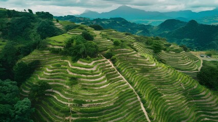Organic Green Terraced Farming in Mountainous Landscape
