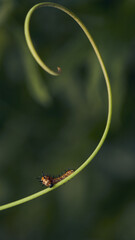 Green spiral shaped grass with a caterpillar.