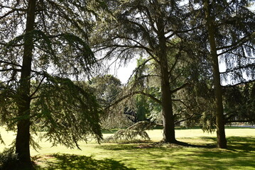 Grands cèdres au jardin du Luxembourg à Paris. France