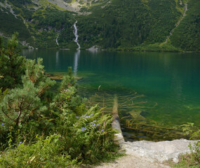 Tatry, Morskie Oko, drzewo w wodzie