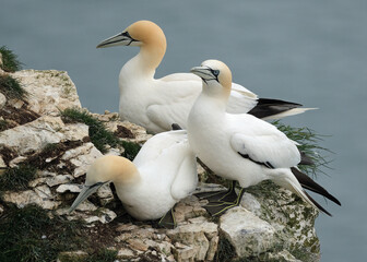Gannets are seabirds comprising the genus Morus in the family Sulidae, closely related to boobies.