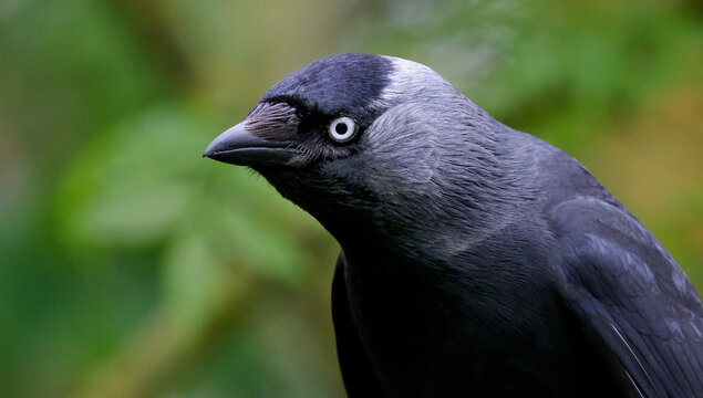 Jackdaws are two species of bird in the genus Coloeus closely related to, but generally smaller than, crows and ravens. 