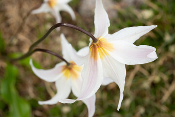 Faint Pink Runs Along the Petals Of Avalanche Lily