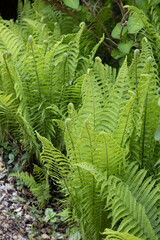 Fougère dans un massif de plantes	