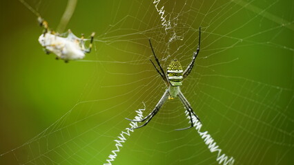 Close-up of Argiope picta spider