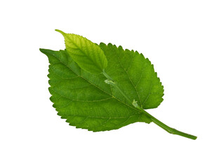 Mulberry leaves  on transparent png