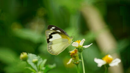 Close-up of Appias butterfly sucking nectar from flowers