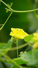Close-up of yellow Luffa cylindrica flowers blooming