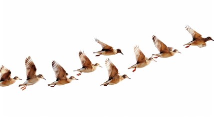 Fototapeta premium A flock of flying birds on white background