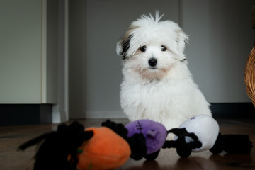 Happy coton de tulear puppy playing with its toy. The furry little companion has a lot to learning during dog training. 