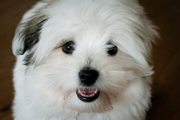 Happy coton de tulear puppy playing with its toy. The furry little companion has a lot to learning during dog training. 