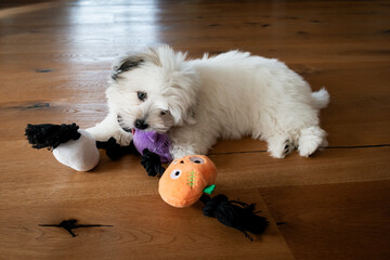 Happy coton de tulear puppy playing with its toy. The furry little companion has a lot to learning during dog training. 