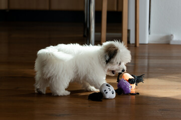 Happy coton de tulear puppy playing with its toy. The furry little companion has a lot to learning during dog training. 