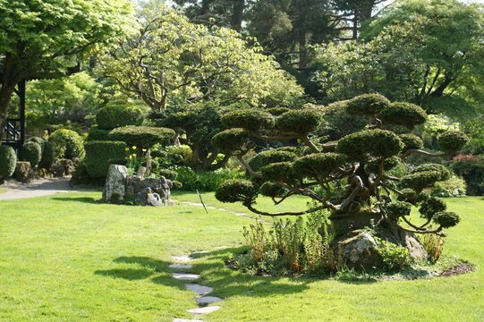 Japanese garden landscape on a sunny day