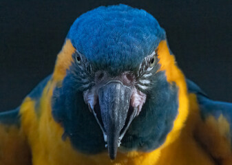 blue and yellow macaw