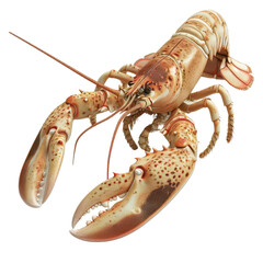 A large, cooked lobster with its claws extended, isolated on a black background.  The lobster is a popular seafood dish.