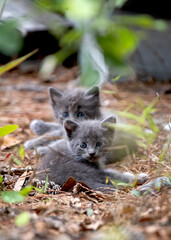 Two gray kittens on a farm