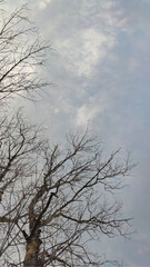 dead tree branches against sky with cloud in afternoon time portrait mode