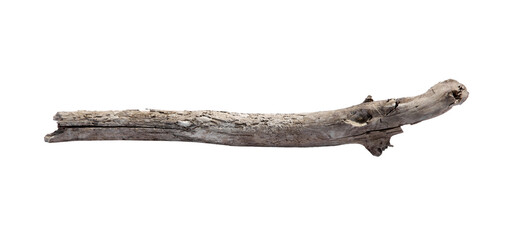 Old dry tree branch isolated on white