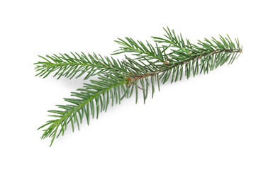 Green pine tree branch isolated on white