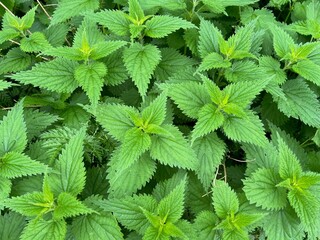 Nettle plant with green leaves as background, closeup