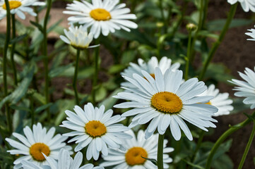 White daisies in the garden. Selective focus. Blurred background.