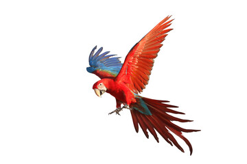 Colorful flying Green Wing Macaw parrot isolated on transparent background png file	