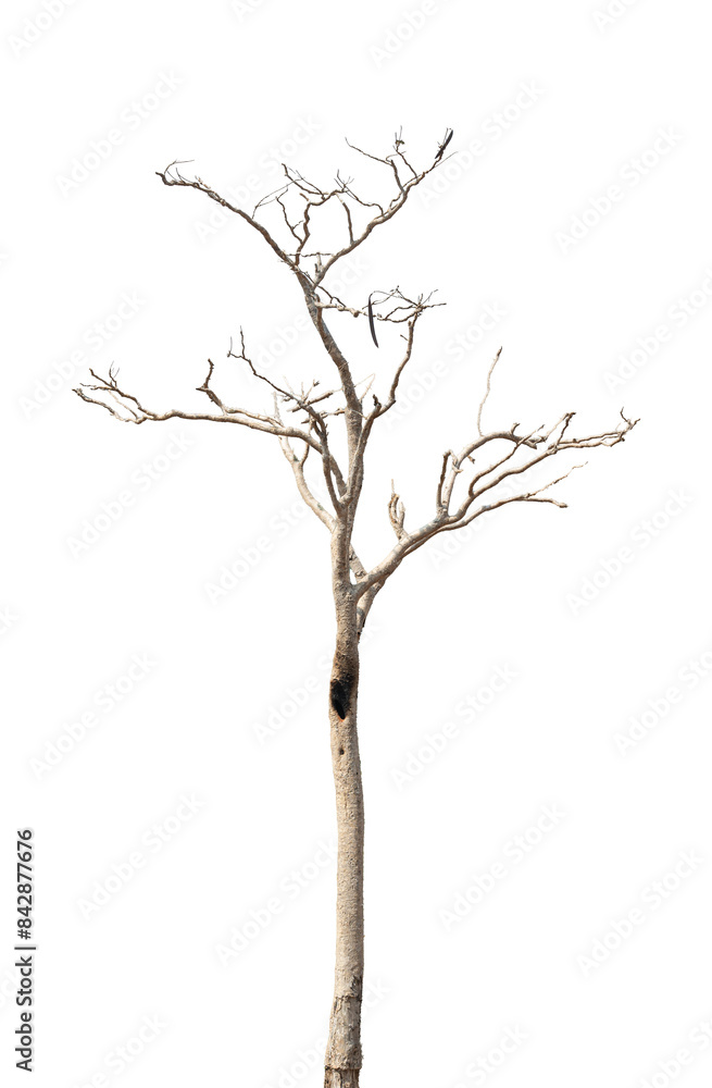 Wall mural dead tree branch isolated on transparent background png file