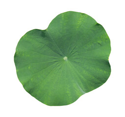 Lotus leaf isolated on transparent background. PNG File