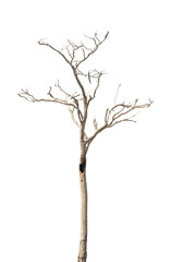Dead tree branch isolated on transparent background PNG file