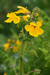 Closeup on a colorful Magnificent Seep Monkeyflower wildflower, Erythranthe grandis at coastline in Bandon, Oregon