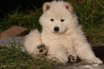 White Samoyed puppy with a paw