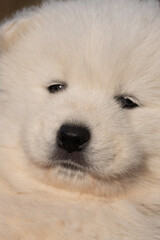 Close up of a white Samoyed puppy