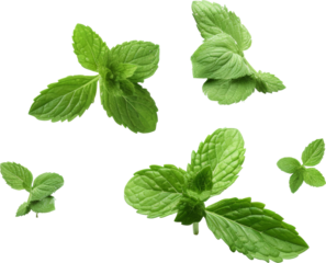 fresh green spear mint leaves isolated on white or transparent background,transparency 