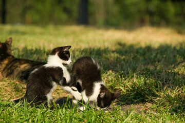 Fototapeta premium Kitten playing showing funny and cute animals for domestic cat outdoors.