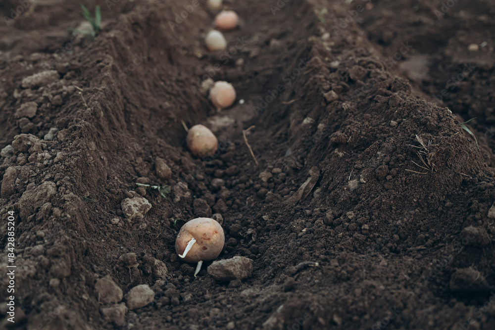 Wall mural Planting of potatoes on a bio garden, seasonal work.